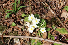 Primula vulgaris rubra