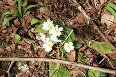 Primula vulgaris rubra