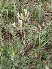 Astragalus ortholobiformis