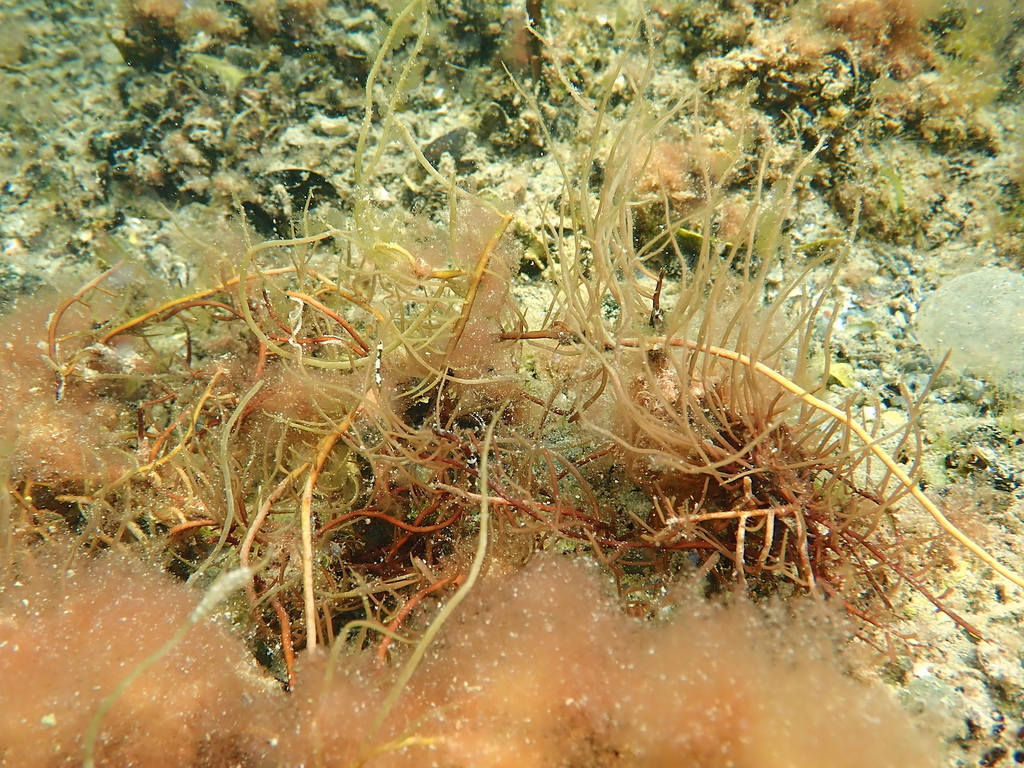 Gracilaria dura