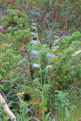 Penstemon subglaber