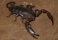 Hadogenes granulatus