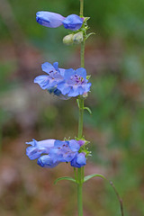 Penstemon subglaber