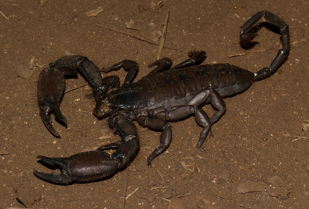 Mozambique Rock Scorpion