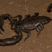 Mozambique Rock Scorpion - Photo (c) Bart Wursten, some rights reserved (CC BY-NC), uploaded by Bart Wursten