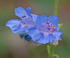Penstemon subglaber