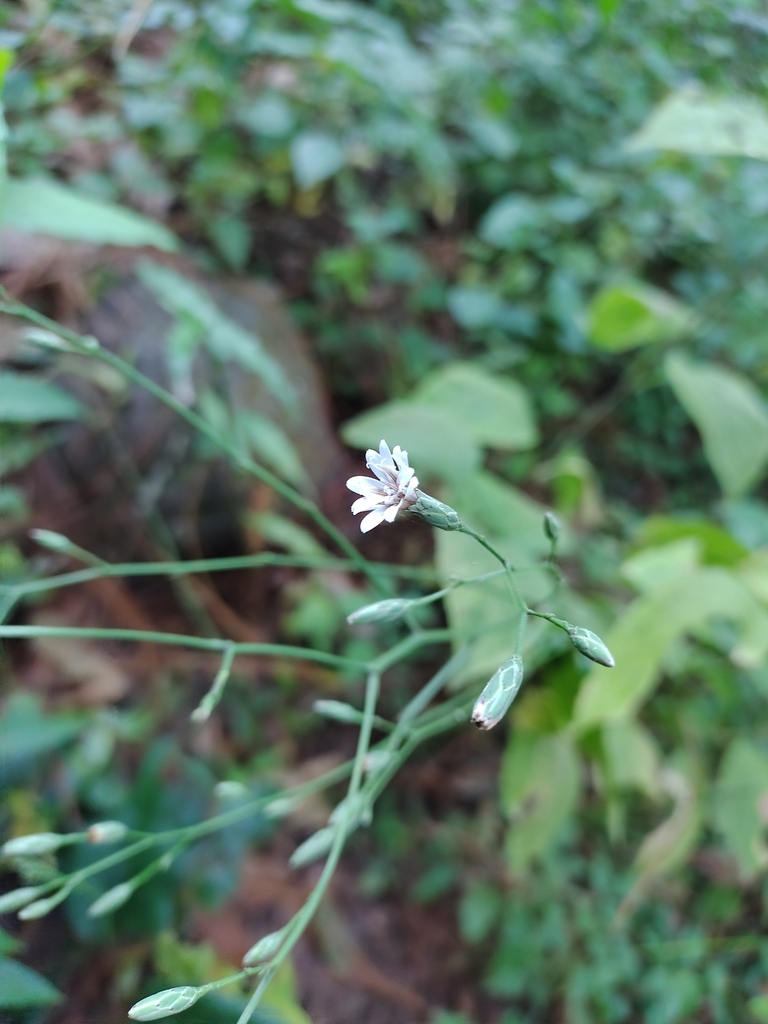 Acourtia nudicaulis