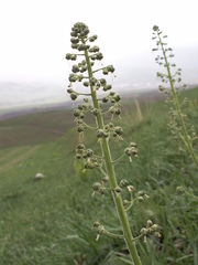 Scrophularia heucheriiflora