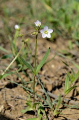 Holosteum glutinosum