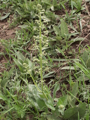 Scrophularia heucheriiflora