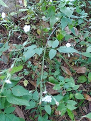 Image of Acourtia nudicaulis