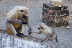 Semnopithecus entellus