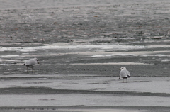 Larus delawarensis
