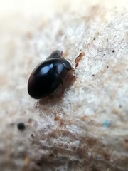 Megasternum concinnum