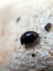 Megasternum concinnum