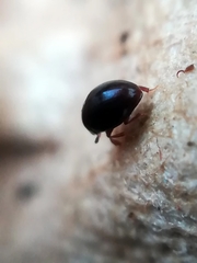 Megasternum concinnum