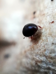 Megasternum concinnum