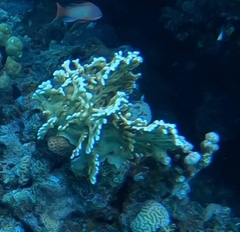 Millepora dichotoma