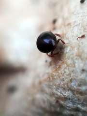 Megasternum concinnum