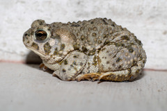 Anaxyrus compactilis