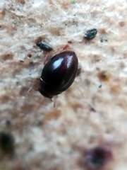 Megasternum concinnum