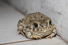 Anaxyrus compactilis