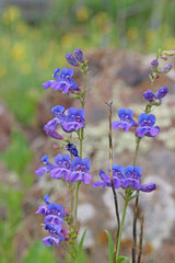 Penstemon subglaber