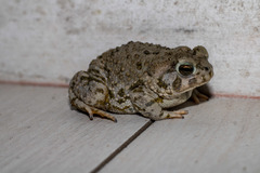 Anaxyrus compactilis