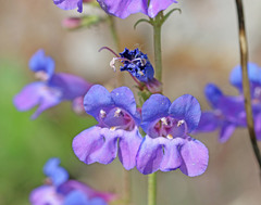Penstemon subglaber