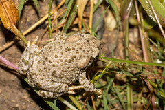 Anaxyrus compactilis