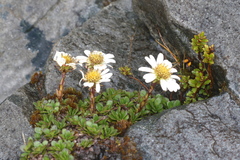 Celmisia bellidioides