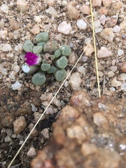 Frithia pulchra