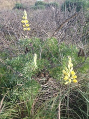 Lupinus arboreus