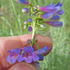 Penstemon watsonii