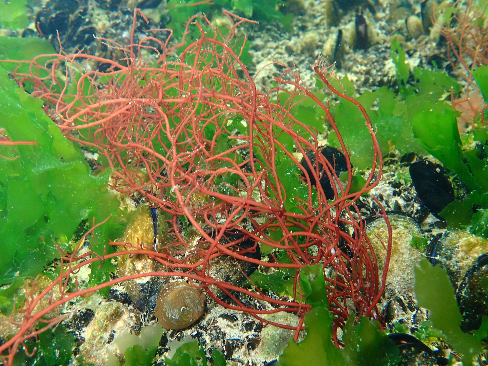 Gracilaria gracilis