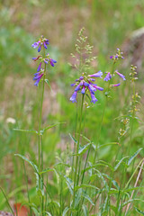 Penstemon watsonii
