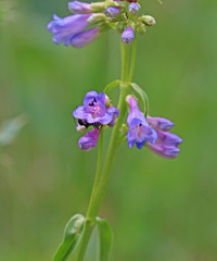 Penstemon watsonii