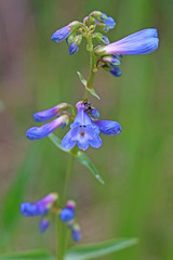 Penstemon watsonii