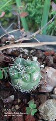 Coryphantha elephantidens