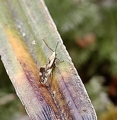 Mnesarchella