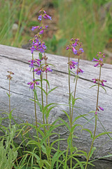 Penstemon watsonii