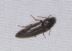 Diplostethus texanus