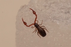 Neobisiidae