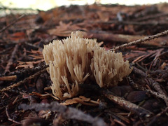 Phaeoclavulina flaccida
