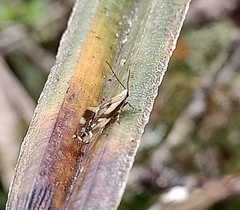 Mnesarchella