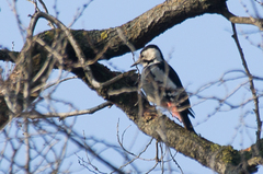 Dendrocopos syriacus
