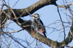 Dendrocopos syriacus