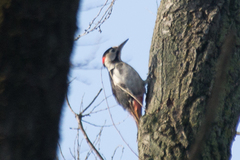 Dendrocopos syriacus