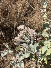 Critoniopsis