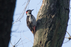 Dendrocopos syriacus